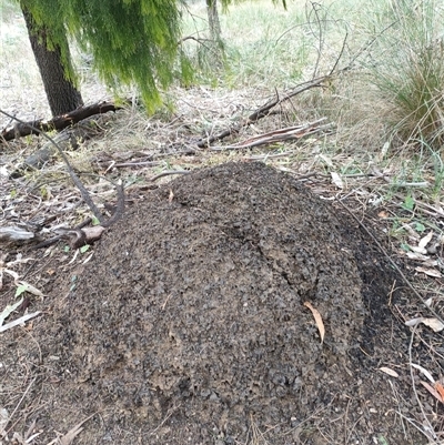 Nasutitermes exitiosus (Snouted termite, Gluegun termite) at Hackett, ACT - 5 Jun 2024 by DonFletcher