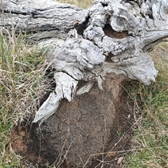 Nasutitermes exitiosus (Snouted termite, Gluegun termite) at Watson, ACT - 5 Jun 2024 by DonFletcher