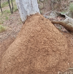 Nasutitermes exitiosus (Snouted termite, Gluegun termite) at Hackett, ACT - 5 Jun 2024 by DonFletcher