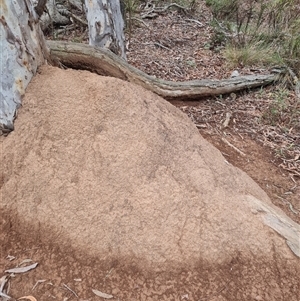 Nasutitermes exitiosus at Hackett, ACT - 5 Jun 2024