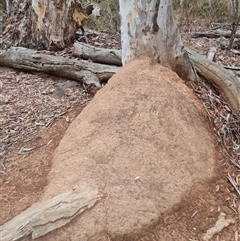 Nasutitermes exitiosus at Hackett, ACT - suppressed