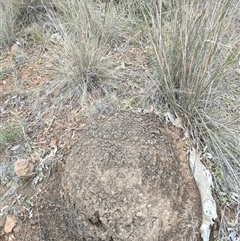 Nasutitermes exitiosus (Snouted termite, Gluegun termite) at Watson, ACT - 5 Jun 2024 by DonFletcher