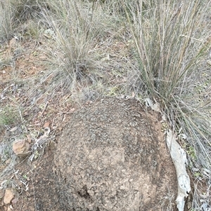 Nasutitermes exitiosus at Watson, ACT - 5 Jun 2024