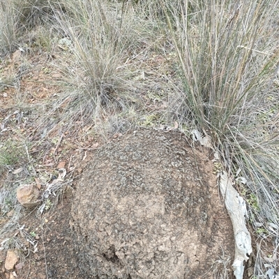 Nasutitermes exitiosus (Snouted termite, Gluegun termite) at Watson, ACT - 5 Jun 2024 by DonFletcher