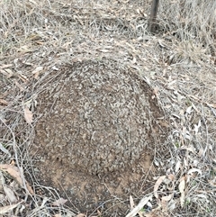 Nasutitermes exitiosus (Snouted termite, Gluegun termite) at Watson, ACT - 5 Jun 2024 by DonFletcher