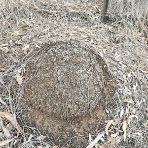 Nasutitermes exitiosus at Watson, ACT - 5 Jun 2024