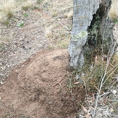 Nasutitermes exitiosus (Snouted termite, Gluegun termite) at Watson, ACT - 5 Jun 2024 by DonFletcher