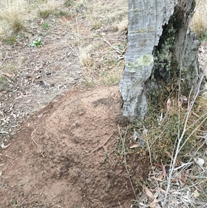 Nasutitermes exitiosus at Watson, ACT - 5 Jun 2024