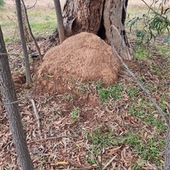 Nasutitermes exitiosus (Snouted termite, Gluegun termite) at Pialligo, ACT - 5 Jun 2024 by DonFletcher