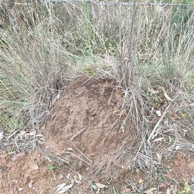 Nasutitermes exitiosus (Snouted termite, Gluegun termite) at Watson, ACT - 5 Jun 2024 by DonFletcher