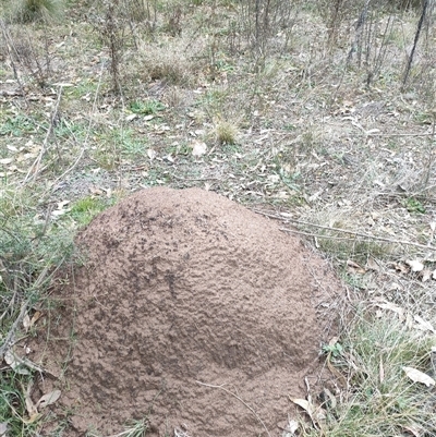 Nasutitermes exitiosus (Snouted termite, Gluegun termite) at Watson, ACT - 5 Jun 2024 by DonFletcher