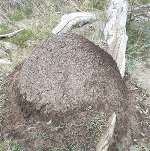 Nasutitermes exitiosus at Watson, ACT - 5 Jun 2024