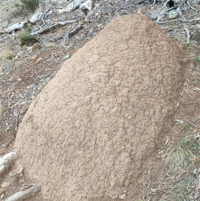 Nasutitermes exitiosus (Snouted termite, Gluegun termite) at Watson, ACT - 5 Jun 2024 by DonFletcher