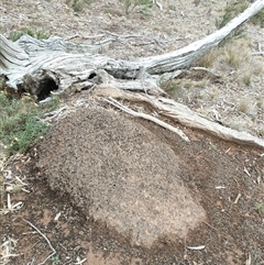 Nasutitermes exitiosus (Snouted termite, Gluegun termite) at Watson, ACT - 5 Jun 2024 by DonFletcher