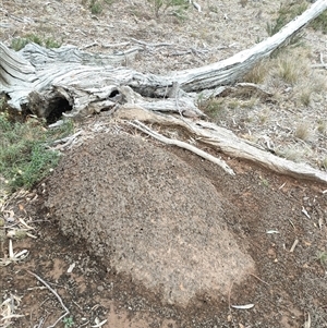 Nasutitermes exitiosus at Watson, ACT - 5 Jun 2024