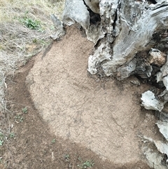 Nasutitermes exitiosus (Snouted termite, Gluegun termite) at Watson, ACT - 5 Jun 2024 by DonFletcher