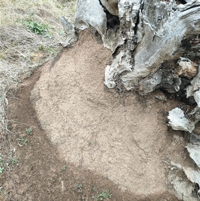 Nasutitermes exitiosus (Snouted termite, Gluegun termite) at Watson, ACT - 5 Jun 2024 by DonFletcher