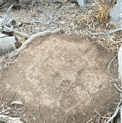 Nasutitermes exitiosus (Snouted termite, Gluegun termite) at Watson, ACT - 5 Jun 2024 by DonFletcher