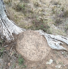 Nasutitermes exitiosus (Snouted termite, Gluegun termite) at Watson, ACT - 5 Jun 2024 by DonFletcher