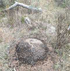 Nasutitermes exitiosus (Snouted termite, Gluegun termite) at Watson, ACT - 5 Jun 2024 by DonFletcher