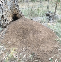 Nasutitermes exitiosus (Snouted termite, Gluegun termite) at Watson, ACT - 5 Jun 2024 by DonFletcher