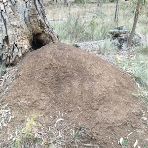 Nasutitermes exitiosus at Watson, ACT - suppressed