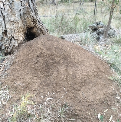 Nasutitermes exitiosus (Snouted termite, Gluegun termite) at Watson, ACT - 5 Jun 2024 by DonFletcher