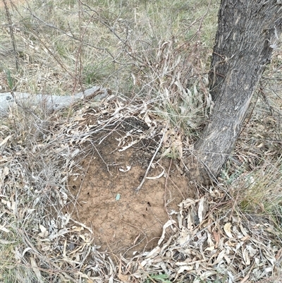 Nasutitermes exitiosus (Snouted termite, Gluegun termite) at Watson, ACT - 5 Jun 2024 by DonFletcher