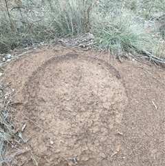 Nasutitermes exitiosus (Snouted termite, Gluegun termite) at Watson, ACT - 5 Jun 2024 by DonFletcher