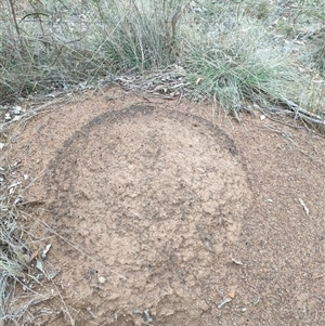 Nasutitermes exitiosus at Watson, ACT - suppressed