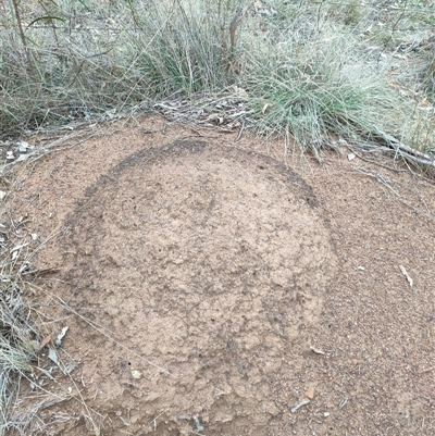 Nasutitermes exitiosus (Snouted termite, Gluegun termite) at Watson, ACT - 5 Jun 2024 by DonFletcher