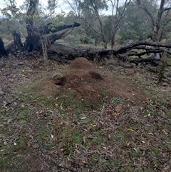 Nasutitermes exitiosus (Snouted termite, Gluegun termite) at Campbell, ACT - 6 Jun 2024 by DonFletcher