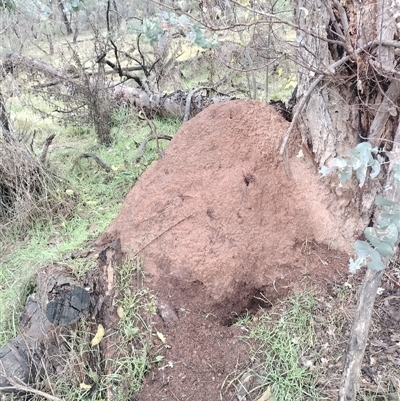 Nasutitermes exitiosus (Snouted termite, Gluegun termite) at Campbell, ACT - 6 Jun 2024 by DonFletcher