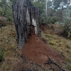 Nasutitermes exitiosus (Snouted termite, Gluegun termite) at Campbell, ACT - 6 Jun 2024 by DonFletcher