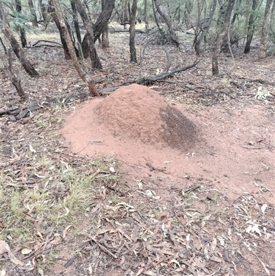 Nasutitermes exitiosus (Snouted termite, Gluegun termite) at Campbell, ACT - 6 Jun 2024 by DonFletcher