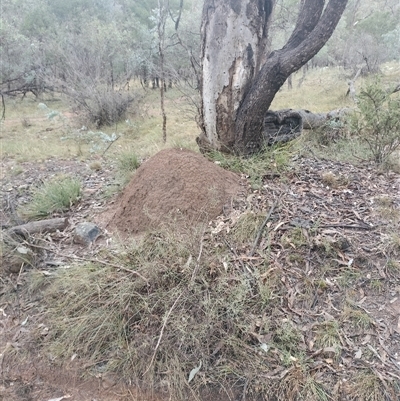 Nasutitermes exitiosus (Snouted termite, Gluegun termite) at Campbell, ACT - 6 Jun 2024 by DonFletcher