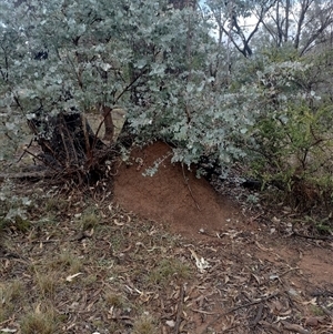 Nasutitermes exitiosus at Campbell, ACT - 6 Jun 2024