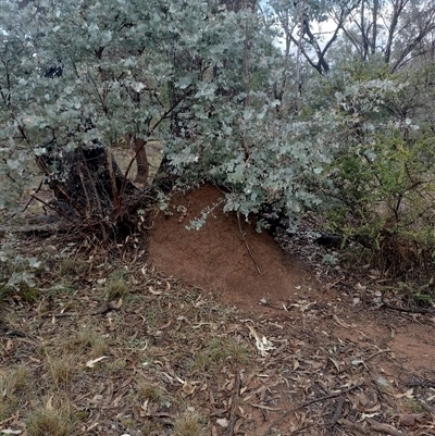 Nasutitermes exitiosus (Snouted termite, Gluegun termite) at Campbell, ACT - 6 Jun 2024 by DonFletcher