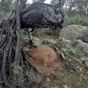 Nasutitermes exitiosus at Campbell, ACT - 6 Jun 2024