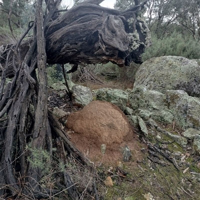 Nasutitermes exitiosus (Snouted termite, Gluegun termite) at Campbell, ACT - 6 Jun 2024 by DonFletcher