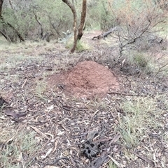 Nasutitermes exitiosus (Snouted termite, Gluegun termite) at Campbell, ACT - 6 Jun 2024 by DonFletcher