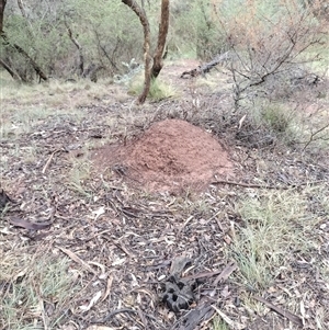 Nasutitermes exitiosus at Campbell, ACT - suppressed