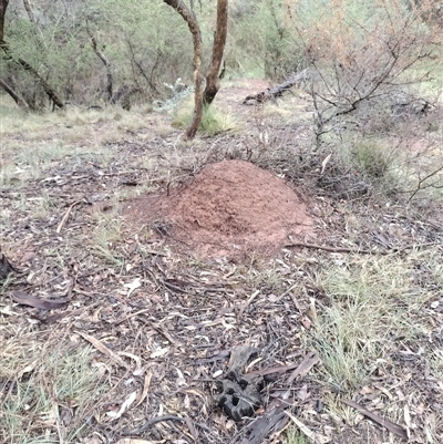 Nasutitermes exitiosus (Snouted termite, Gluegun termite) at Campbell, ACT - 6 Jun 2024 by DonFletcher