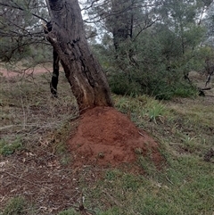 Nasutitermes exitiosus (Snouted termite, Gluegun termite) at Campbell, ACT - 6 Jun 2024 by DonFletcher