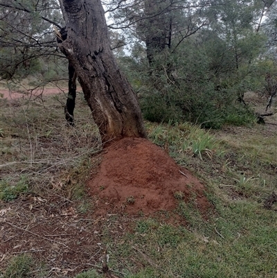 Nasutitermes exitiosus (Snouted termite, Gluegun termite) at Campbell, ACT - 6 Jun 2024 by DonFletcher