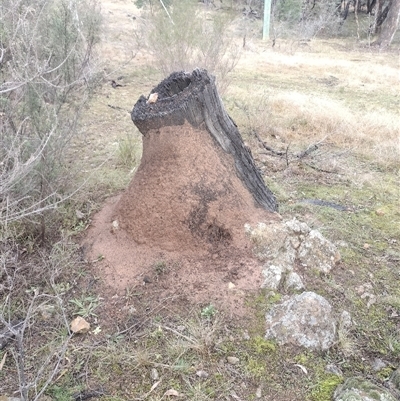 Nasutitermes exitiosus (Snouted termite, Gluegun termite) at Campbell, ACT - 6 Jun 2024 by DonFletcher