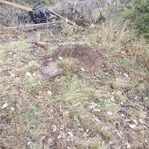 Nasutitermes exitiosus at Campbell, ACT - suppressed