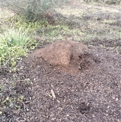 Nasutitermes exitiosus (Snouted termite, Gluegun termite) at Ainslie, ACT - 6 Jun 2024 by DonFletcher