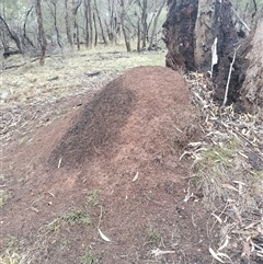 Nasutitermes exitiosus (Snouted termite, Gluegun termite) at Ainslie, ACT - 6 Jun 2024 by DonFletcher