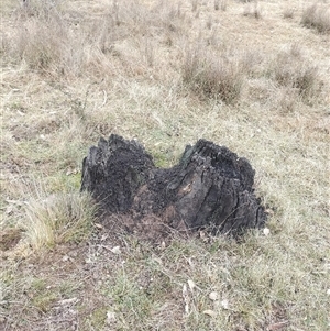 Nasutitermes exitiosus at Ainslie, ACT - 6 Jun 2024